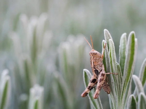 Bruine sprinkhaan op rozemarijn — Stockfoto