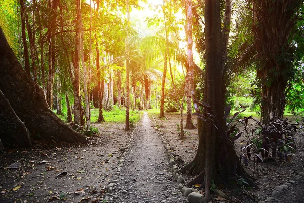 Luz Solar Manhã Selva Peru Parque Nacional Manu Imagem Turva — Fotografia de Stock