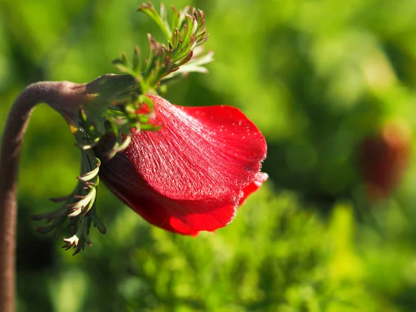 Schöne Knospe Roter Anemone Auf Grünem Verschwommenem Hintergrund — Stockfoto