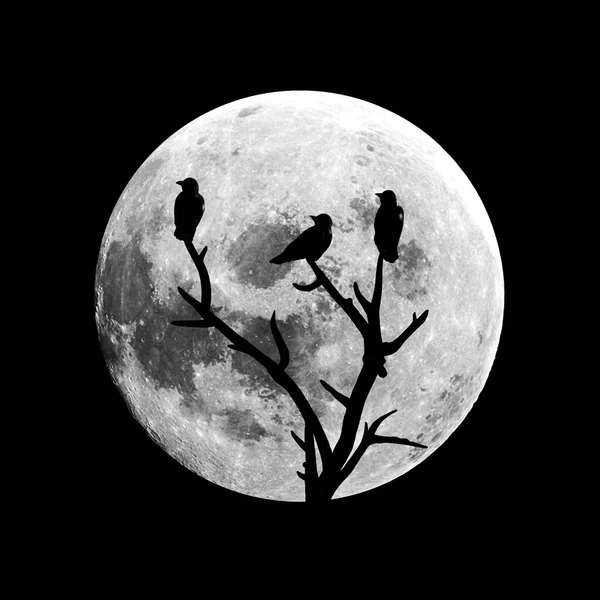 Три Черных Силуэта Воронов Фоне Луны — стоковое фото