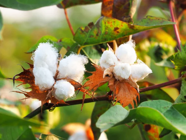 Deux Fleurs Coton Sur Fond Flou Gros Plan Coton — Photo