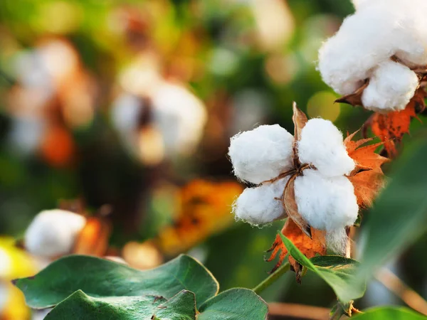 Branche Coton Sur Fond Flou Gros Plan Coton — Photo