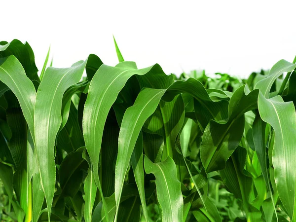 Close Leaves Corn White Background — Stock Photo, Image