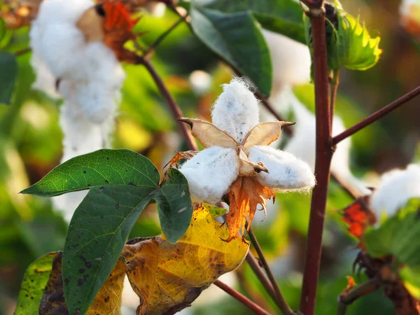 Coton Blanc Non Mûr Sur Fond Flou — Photo