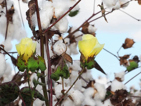 Fleurs Jaunes Coton Parmi Coton Blanc Mûr — Photo