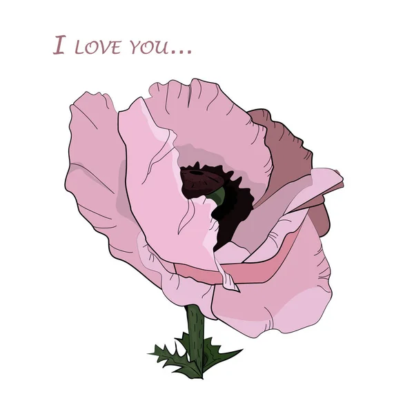 Beautiful flower pink poppy vector illustration