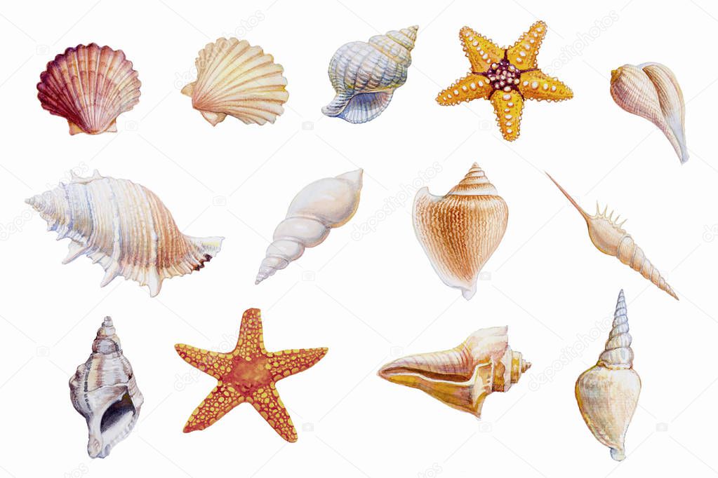 Hand drawn shellfish and starfish on white background, Watercolor original painting colorful fossil underwater life objects, Illustration art drawing isolated for printing and romantic postcard style.