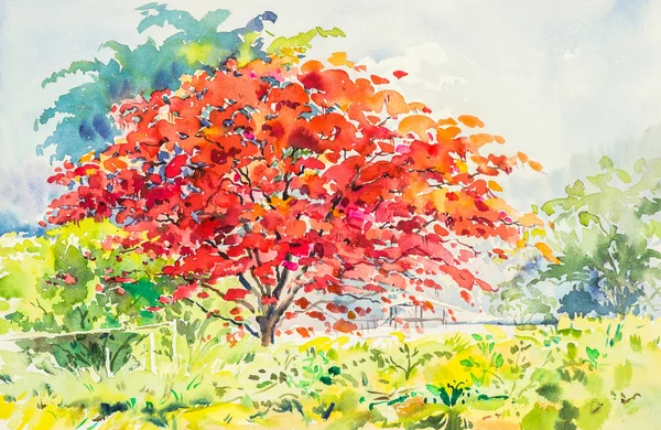 watercolor landscape painting red, orange color of  peacock  flowers tree in sky and cloud background original painting