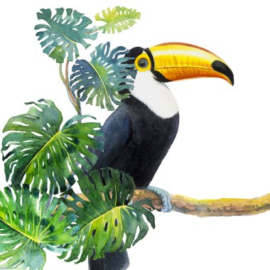Büyük Gaga, Toucan kuş dalı monstera yaprak (Monstera deliciosa) beyaz arka plan ile oturan bir kuş. Suluboya resim çizim kağıt, hayvan hayat tropikal.