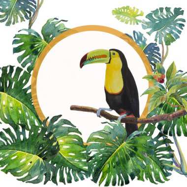 Büyük Gaga, Toucan kuş dalı monstera yaprak (Monstera deliciosa) beyaz arka plan ile oturan bir kuş. Suluboya resim çizim kağıt, hayvan hayat tropikal.