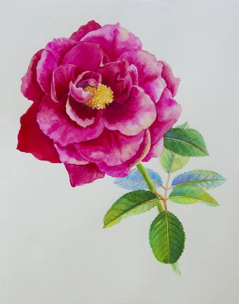 One Pink Rose Flower Isolated Watercolor Paintings Original Roses Green — Stock Photo, Image