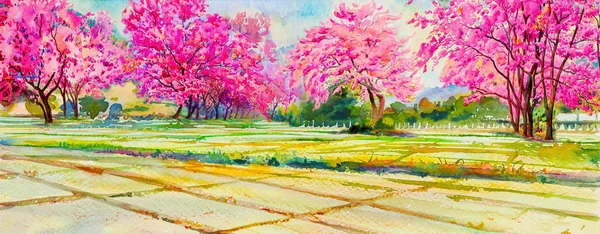 Bahar mevsimi boyama suluboya manzara pembe renk vahşi Himalaya kiraz çiçekleri, Mısır Tarlası, dağ. El boyalı, mavi gökyüzü, bulut arka plan, güzellik doğa, kış sezonu, panorama