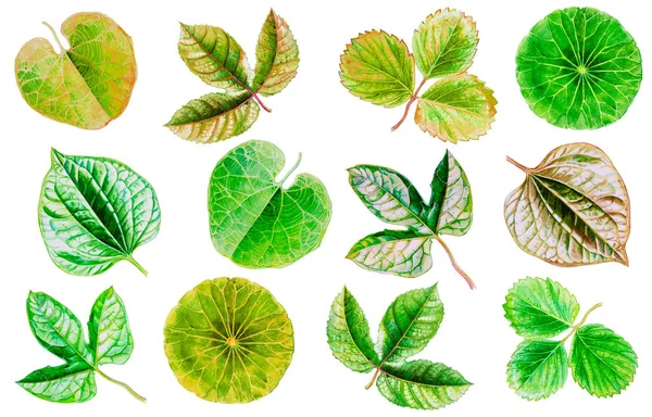 白い背景で明るい葉野菜果物と美しい紙の緑 黄色色の水彩トロピカル葉図の絵画 手描きの美しさ自然 — ストック写真