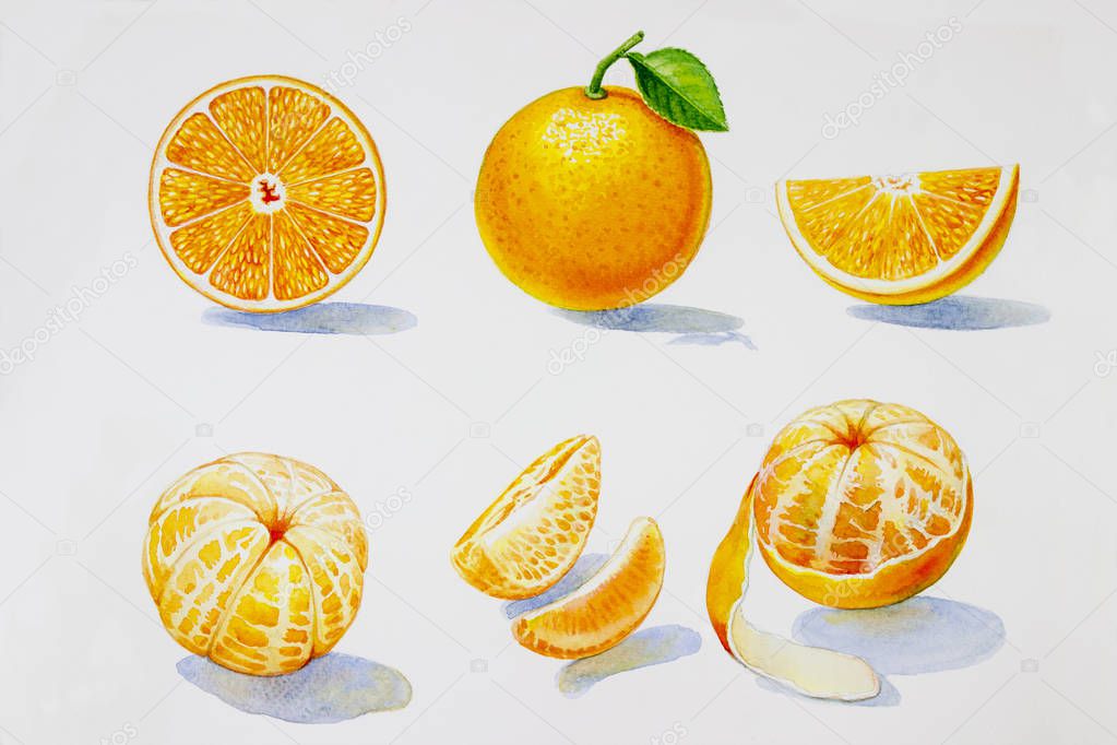 Painting summer orange collection, isolated