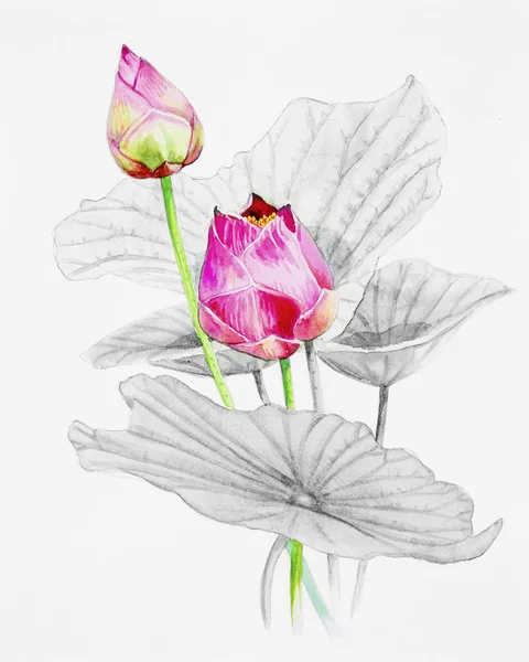 Peinture bouqet rose, carte postale heureuse fleur colorée de louts — Photo