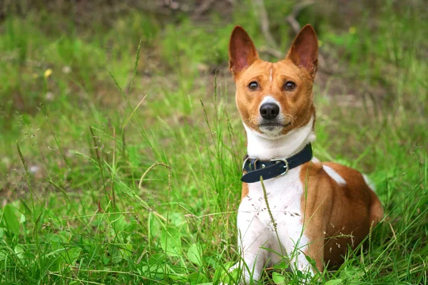 Basenji Σκυλί Στο Γρασίδι Εκτός — Φωτογραφία Αρχείου