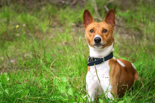 Basenji Pes Venku Trávě — Stock fotografie