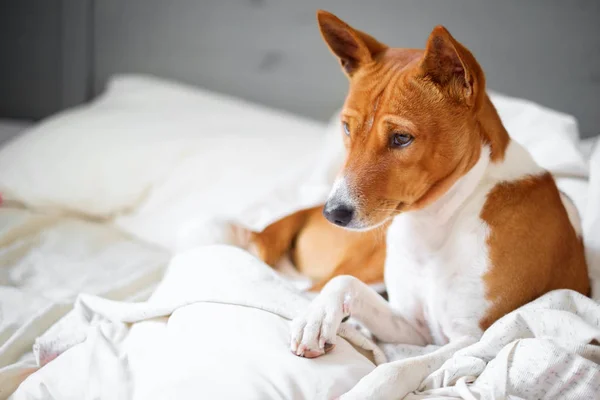 Basenji dog in bed