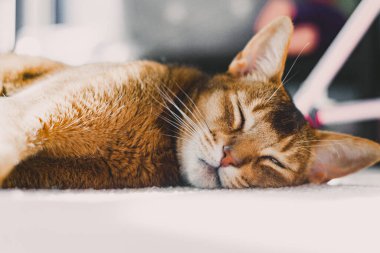 Genç Habeş kızıl kedisi yerde uyuyor. Yakın plan. Tatlı kedi yavrusu..