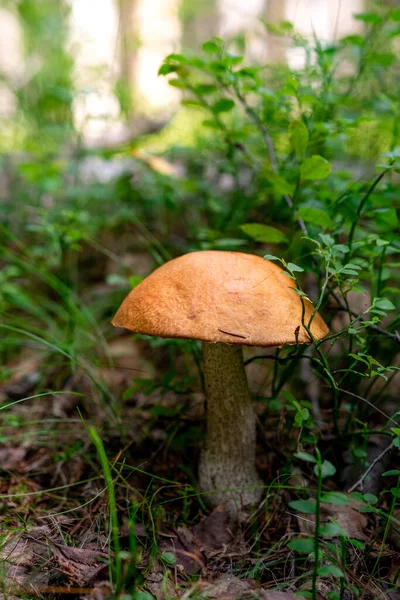 Aspen mushroom in a light forest in its natural habitat