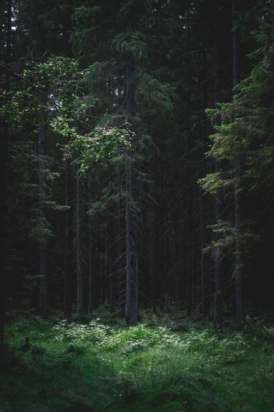 Tmavý Les Večerních Hodinách Letní Den Lesklou Mýtinou — Stock fotografie