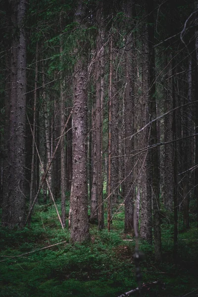 夏日的夜晚 一片漆黑的松树林 — 图库照片