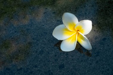 Suda Frangipani çiçekleri