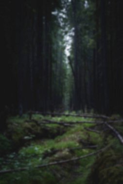 Karanlık ormanlar ve kırılan ağaçlar bir yaz günü akşamları