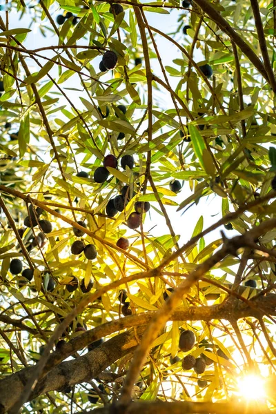Branches of an olive tree with sun rays penetrating through the leaves