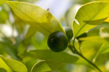 Yeşil limon ağacı dalı ışığında üzerinde asılı. Portre, sığ derinlik-in tarla.