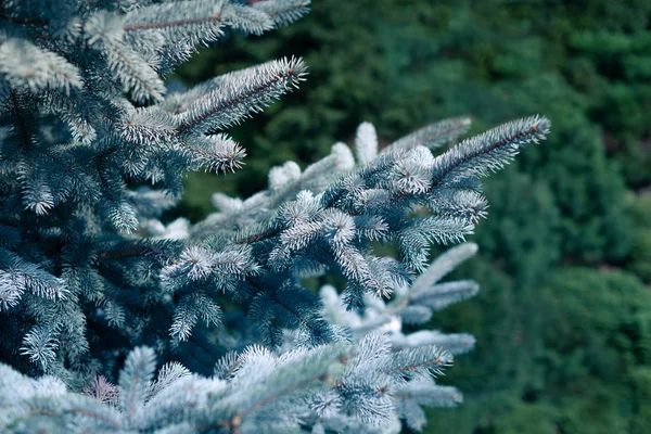 Épinette Bleue Épinette Blanche Épinette Colorado Picea Pungens Branches Fermer — Photo