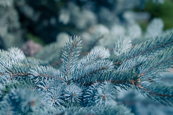 Blågran Vit Gran Colorado Gran Picea Pungens Grenar Närbild — Stockfoto