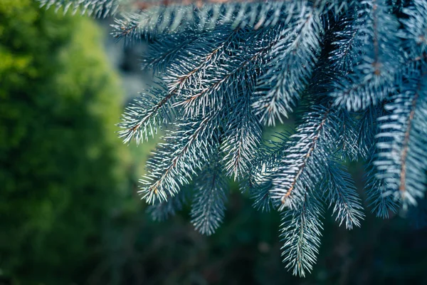 Épinette Bleue Épinette Blanche Épinette Colorado Picea Pungens Branches Fermer — Photo