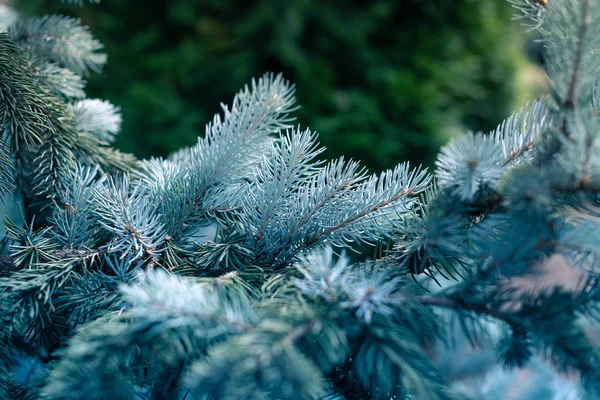 Blauwe Spar Witte Spar Colorado Sparren Picea Pungens Takken Close — Stockfoto