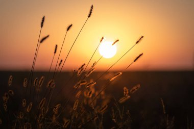 Çiçek açan sonbahar çimleri günbatımı ışık Close-up