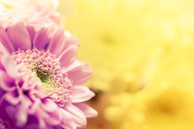 Taze güzel krizantem Closeup kısa alan derinliği buket