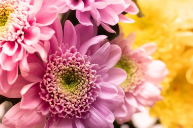 Taze güzel krizantem Closeup kısa alan derinliği buket