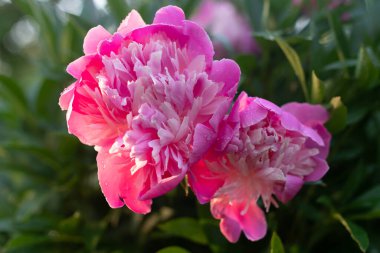 Güzel pembe şakayıklar yaz yağmurundan sonra bahçede çiçek açar..