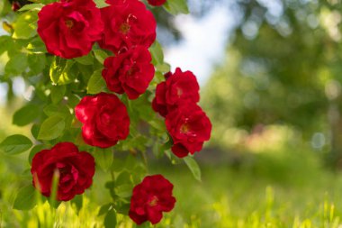 Kırsal doğal yaz arka planında güzel kırmızı açan gül çiçeği çalısı. Seçici odaklanma. Uzayı kopyala Kart, kapak veya gönderme şablonu.