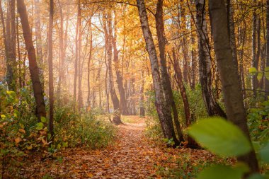 Renkli bir sonbahar ormanında düşen yapraklarla kaplı yürüyüş yolu. Güneş ışınlarıyla aydınlanan bir sis..