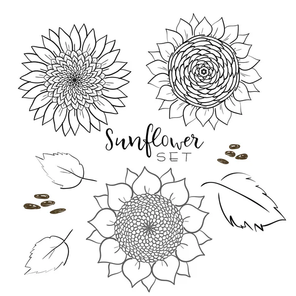 Sunflower seed and flower line vector drawing set. Hand drawn isolated illustration. Food ingredient vintage sketch. Great for oil packaging design, label, banner, poster, print design, wedding card.