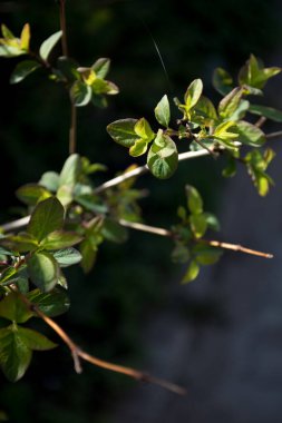 Karanlık bir arka planda genç yapraklar.