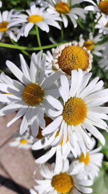 Yaz ortasında beyaz papatya çiçeği açar.
