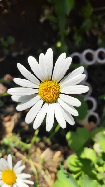 Witte Kamille Bloeit Midzomer — Stockfoto