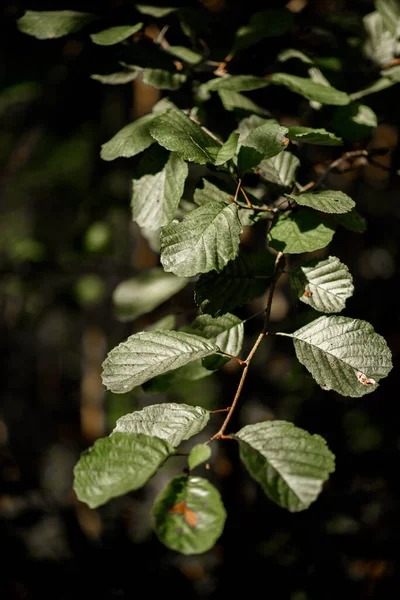 Ramo Árvore Com Folhas Verdes Início Setembro — Fotografia de Stock