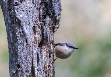Kuşlar bahar, muhteşem renkler, şekiller, çeşitli boyutlarda ve hayatının meraklı durumlar ile ilan