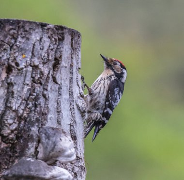 Kuşlar bahar, muhteşem renkler, şekiller, çeşitli boyutlarda ve hayatının meraklı durumlar ile ilan