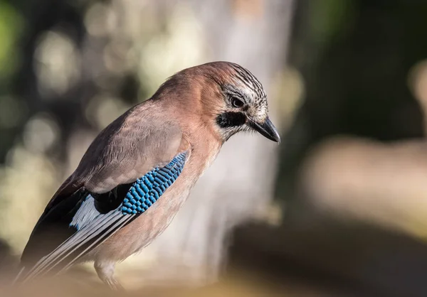 Pássaros Anunciam Primavera Com Suas Magníficas Cores Formas Tamanhos Várias — Fotografia de Stock