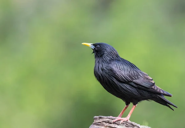 Fåglarna Tillkännager Våren Med Sina Magnifika Färger Former Storlekar Olika — Stockfoto