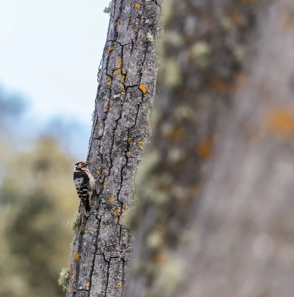 Vogels Kondigen Lente Met Zijn Prachtige Kleuren Vormen Maten Diverse — Stockfoto